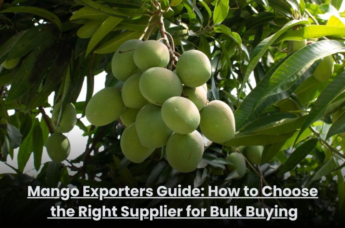 Mango Exporters Guide How to Choose the Right Supplier for Bulk Buying Fresh export-quality mangoes packed for bulk supply by trusted mango exporters