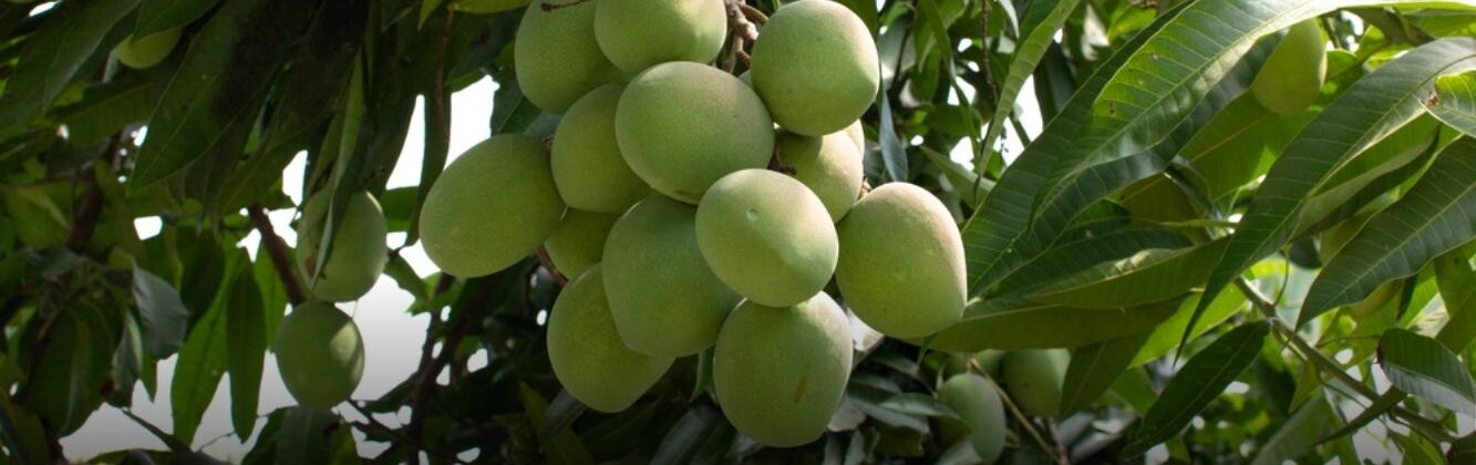 Fresh export-quality mangoes packed for bulk supply by trusted mango exporters